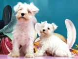 Mükemmel Kali̇tede Mi̇nyatür Schnauzer Yavrular