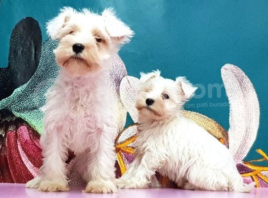 Mükemmel Kali̇tede Mi̇nyatür Schnauzer Yavrular görsel