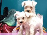 Mükemmel Kali̇tede Mi̇nyatür Schnauzer Yavrular