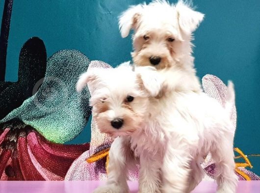 Mükemmel Kali̇tede Mi̇nyatür Schnauzer Yavrular görsel