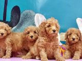 Toy Poodle Yavrusu