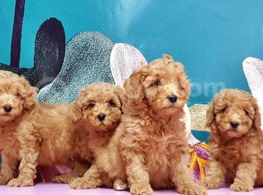 Toy Poodle Yavrusu görsel