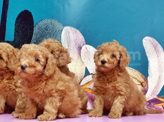 Toy Poodle Yavrusu