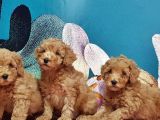 Toy Poodle Yavrusu