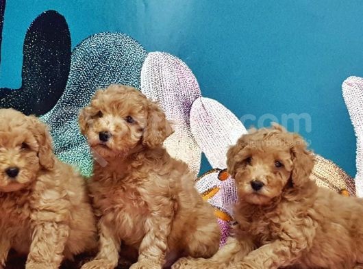 Toy Poodle Yavrusu görsel