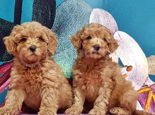 Toy Poodle Yavrusu görsel