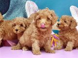 Toy Poodle Yavrusu