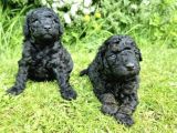 Özel Black Orji̇nal Toy Poodle Bebeği̇mi̇z
