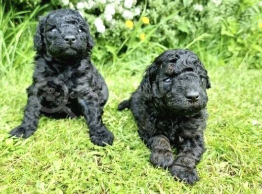 Özel Black Orji̇nal Toy Poodle Bebeği̇mi̇z görsel