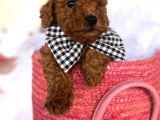 Toy Poodle Redbrown Kahverengi Safkan Garantili Orjinal