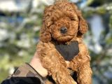Red Brown Orji̇nal a Kali̇te Poodle Bebeği̇mi̇z