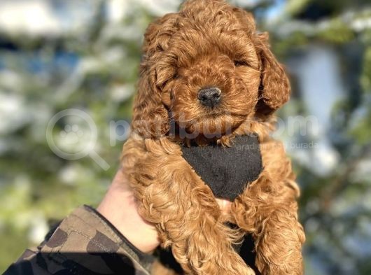 Red Brown Orji̇nal A Kali̇te Poodle Bebeği̇mi̇z