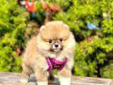Safkan Teddy Face Pomeranian Boo Yavrular