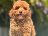 Red Toy Poodle Bebekler
