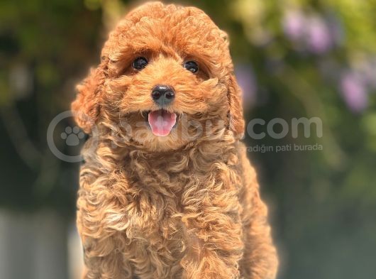 Red Toy Poodle Bebekler görsel