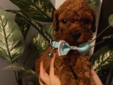 Ev Doğumlu ToyPoodle Bebişlerimiz