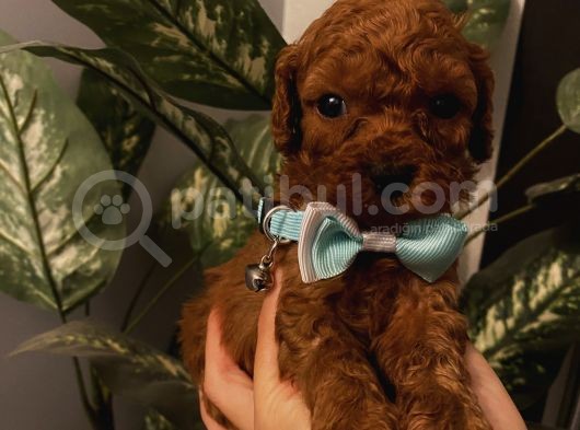 Ev Doğumlu Toypoodle Bebişlerimiz