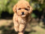 Sevimli Toy Poodle Yavrular