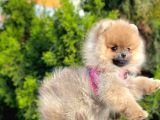 Pomerani̇an Boo Bebekleri̇mi̇z