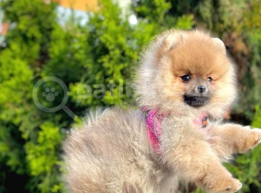 Pomerani̇an Boo Bebekleri̇mi̇z görsel