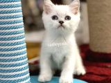 Renk Renk British Shorthair Yavrularımız