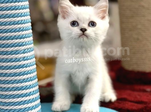 Renk Renk British Shorthair Yavrularımız