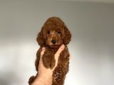 Aşili Red Browm Poodle Bebekler Orji̇nal