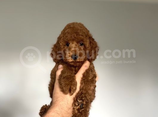Aşili Red Browm Poodle Bebekler Orji̇nal