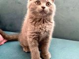 Renk Renk British Shorthair Yavrularımız