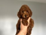 Aşili Red Browm Poodle Bebekler Orji̇nal