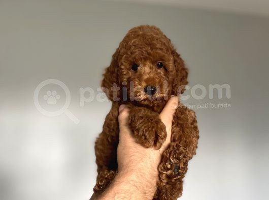 Aşili Red Browm Poodle Bebekler Orji̇nal görsel
