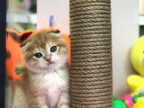 Renk Renk Scottish Fold Yavrularımız