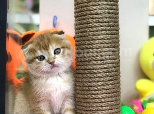 Renk Renk Scottish Fold Yavrularımız görsel