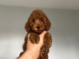 Aşili Red Browm Poodle Bebekler Orji̇nal