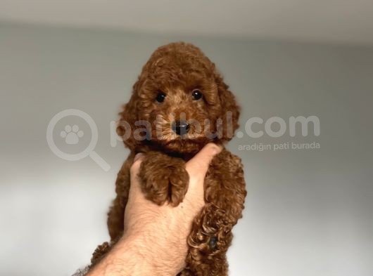 Aşili Red Browm Poodle Bebekler Orji̇nal görsel