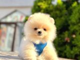 Orji̇nal Pomerani̇an Boo Yavrulari