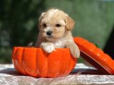 Teddy Maltipoo, Türkiye’de Tek