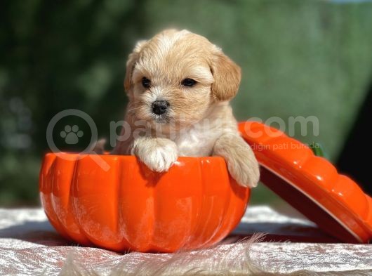 Teddy Maltipoo, Türkiye’de Tek görsel