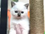 Renk Renk British Shorthair Yavrularımız