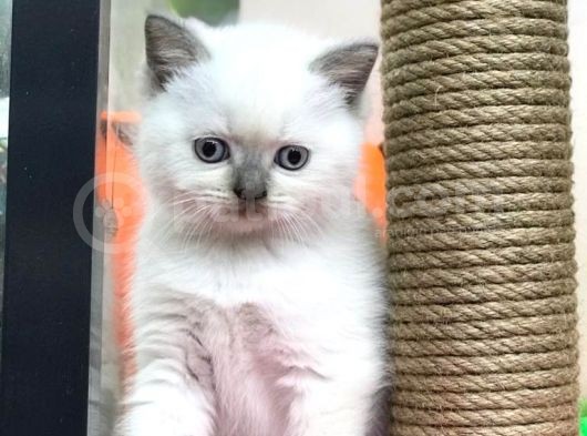 Renk Renk British Shorthair Yavrularımız görsel