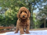 A Kali̇te Red Poodle Aşili Bebekler