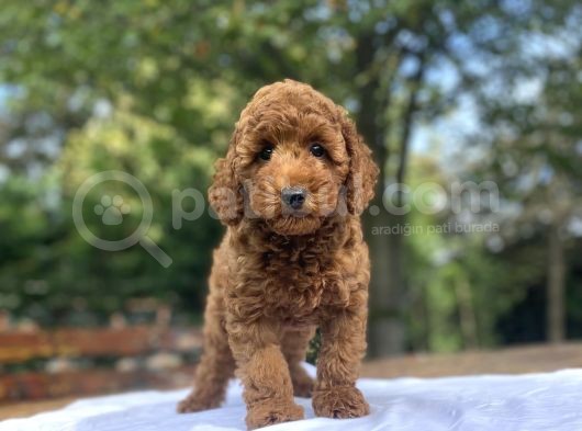 A Kali̇te Red Poodle Aşili Bebekler görsel