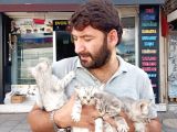 Brıtısh Yavrularımız