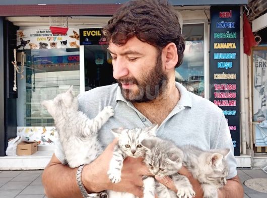 Brıtısh Yavrularımız görsel