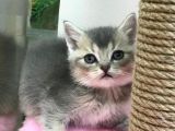 Renk Renk British Shorthair Yavrularımız