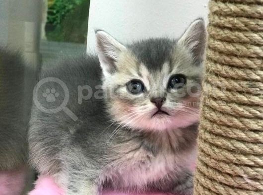 Renk Renk British Shorthair Yavrularımız görsel