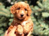 Poodle Görselinde Maltıpoo