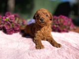 Fci̇ Şecereli̇ Toy Poodle