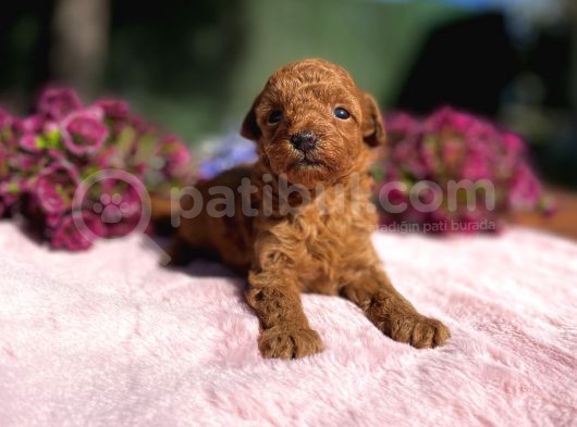Fci̇ Şecereli̇ Toy Poodle