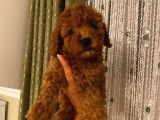 Ev Doğumlu Toypoodle Bebişlerimiz